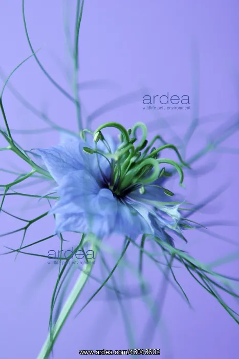 : Love-in-a-mist : Love-in-a-mist