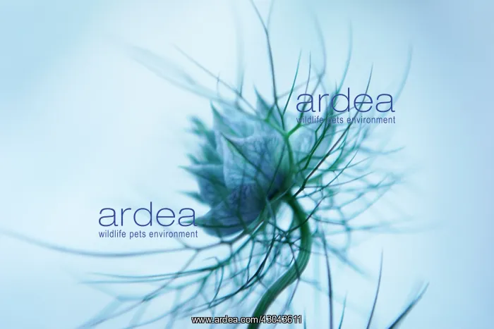 : Love-in-a-mist : Love-in-a-mist