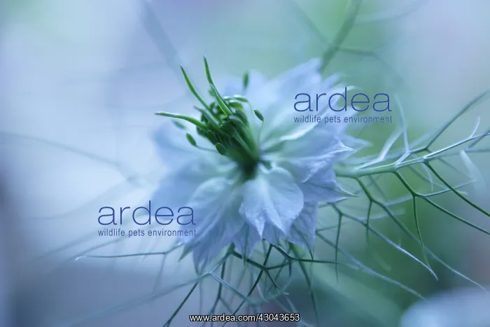 : Love-in-a-mist : Love-in-a-mist