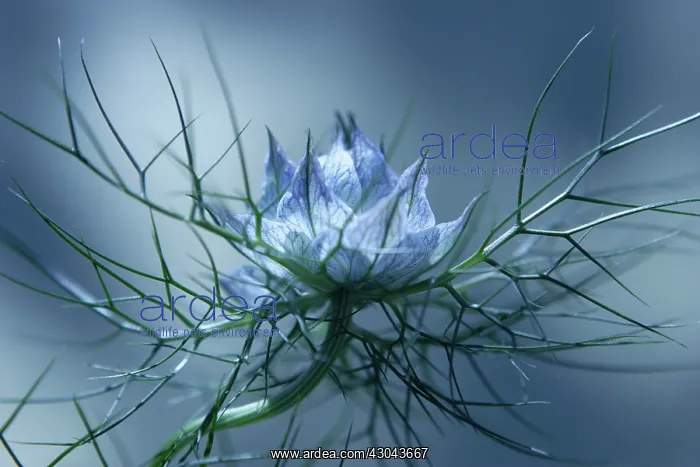 : Love-in-a-mist : Love-in-a-mist