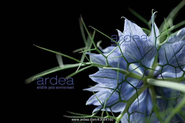 : Love-in-a-mist : Love-in-a-mist