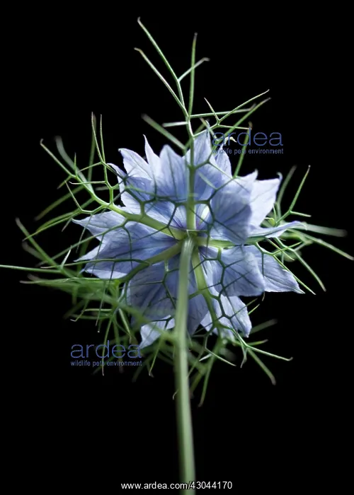 : Love-in-a-mist : Love-in-a-mist