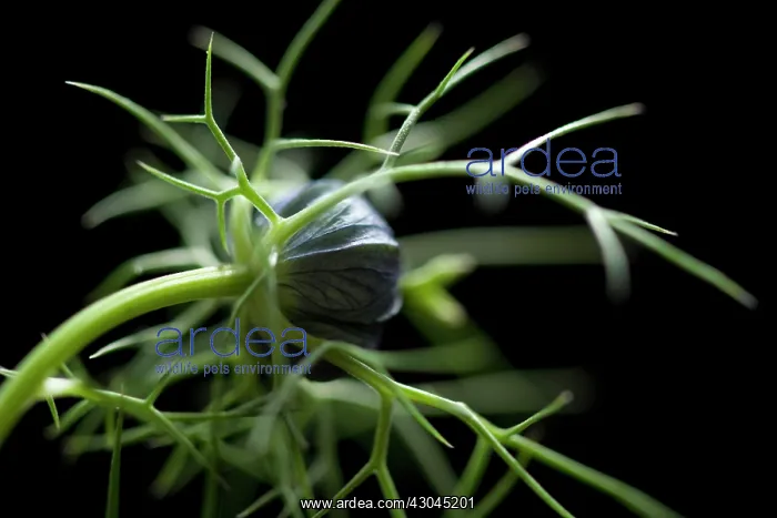 : Love-in-a-mist : Love-in-a-mist