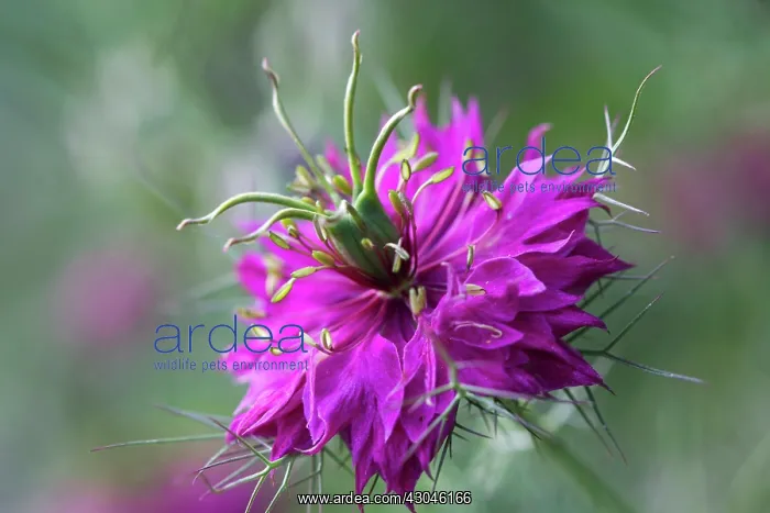 : Love-in-a-mist : Love-in-a-mist