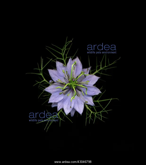 : Love-in-a-mist : Love-in-a-mist