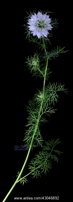 : Love-in-a-mist : Love-in-a-mist