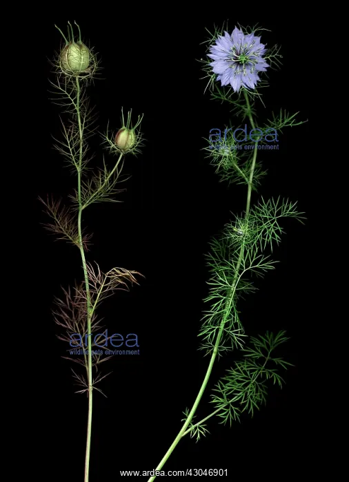 : Love-in-a-mist : Love-in-a-mist