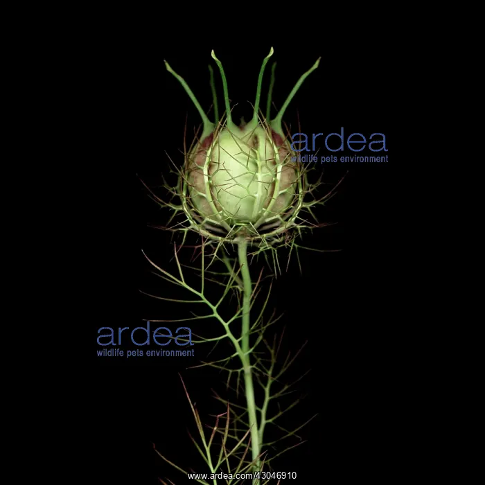 : Love-in-a-mist : Love-in-a-mist