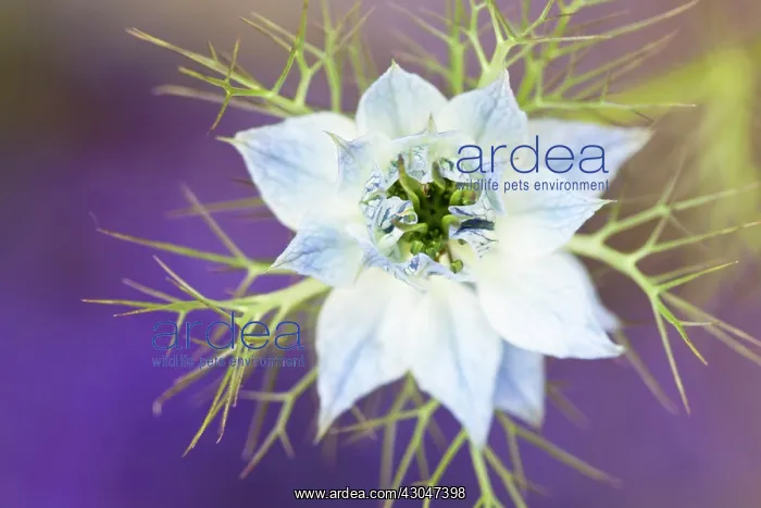 : Love-in-a-mist : Love-in-a-mist