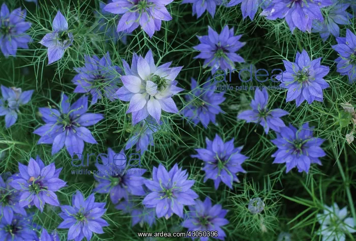 : Love-in-a-mist : Love-in-a-mist