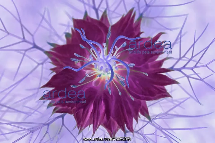 : Love-in-a-mist : Love-in-a-mist