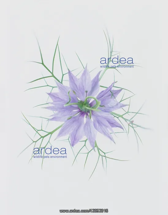 : Love-in-a-mist : Love-in-a-mist