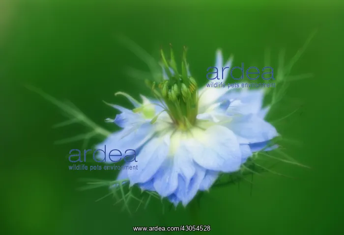 : Love-in-a-mist : Love-in-a-mist