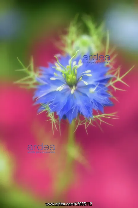 : Love-in-a-mist : Love-in-a-mist