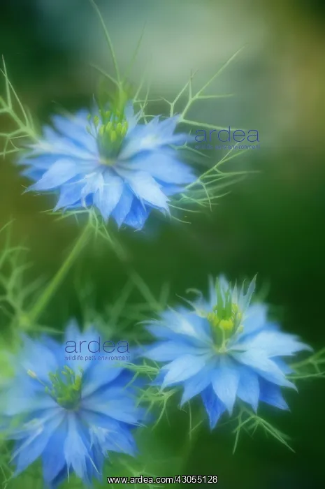 : Love-in-a-mist : Love-in-a-mist