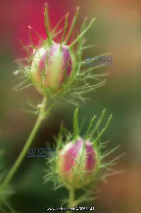: Love-in-a-mist : Love-in-a-mist