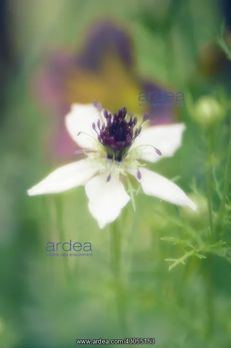 : Love-in-a-mist : Love-in-a-mist