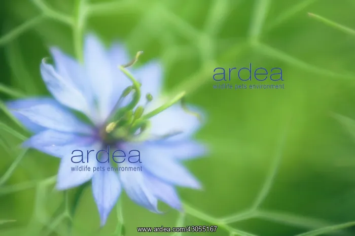: Love-in-a-mist : Love-in-a-mist