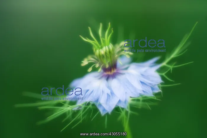  : Love-in-a-mist