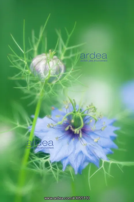: Love-in-a-mist : Love-in-a-mist