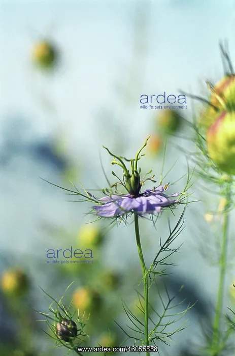 : Love-in-a-mist : Love-in-a-mist