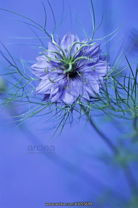 : Love-in-a-mist : Love-in-a-mist