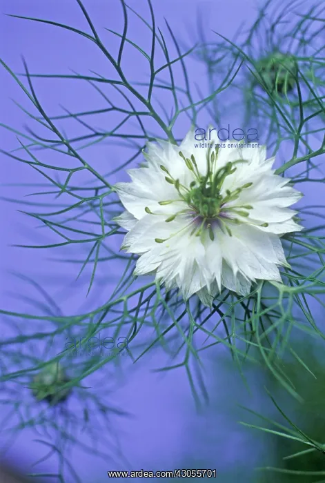 : Love-in-a-mist : Love-in-a-mist
