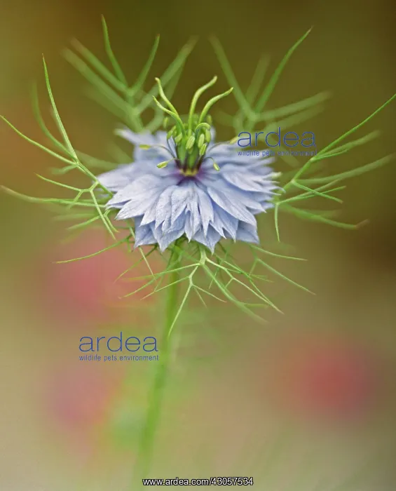 : Love-in-a-mist : Love-in-a-mist