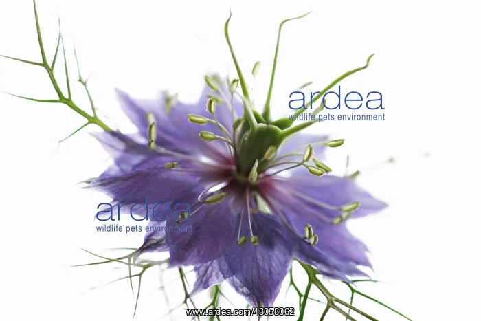 : Love-in-a-mist : Love-in-a-mist