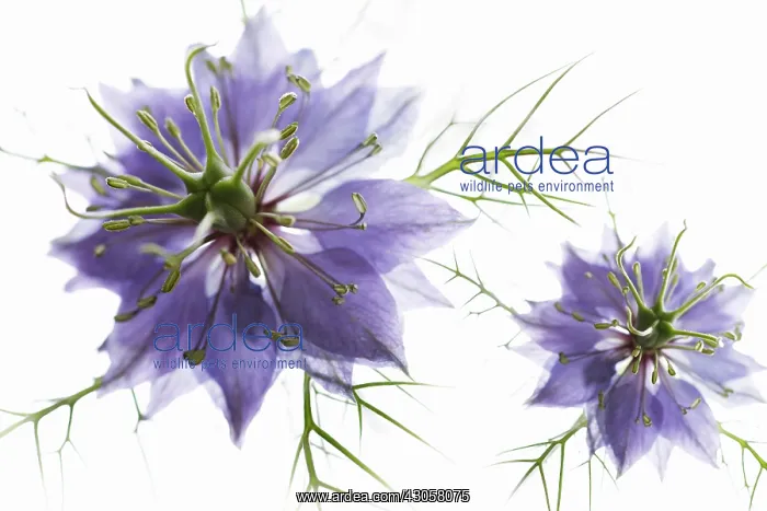 : Love-in-a-mist : Love-in-a-mist
