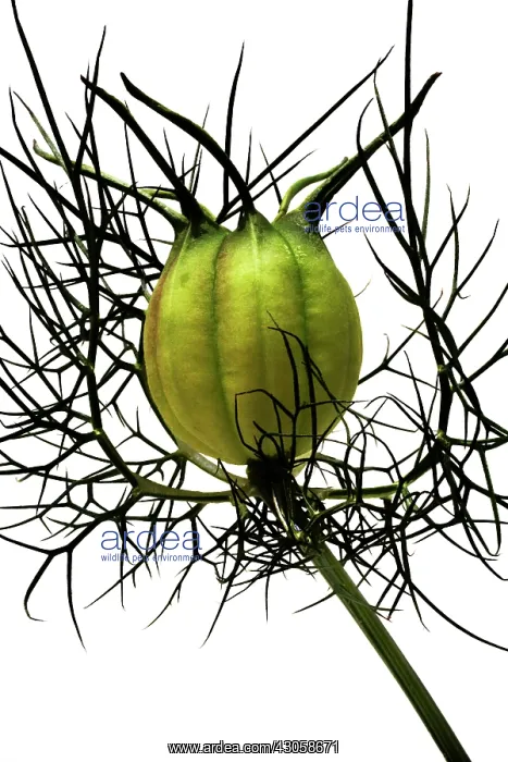 : Love-in-a-mist : Love-in-a-mist