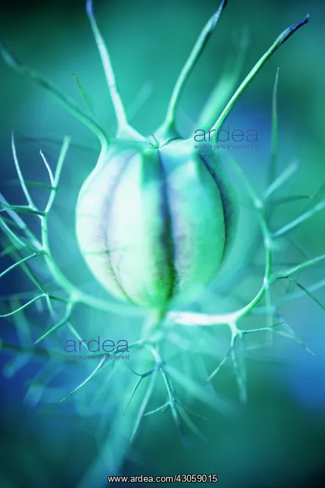 : Love-in-a-mist : Love-in-a-mist