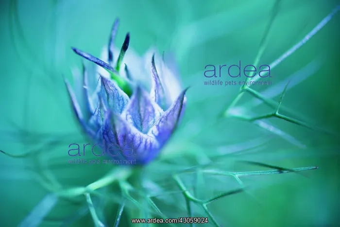 : Love-in-a-mist : Love-in-a-mist