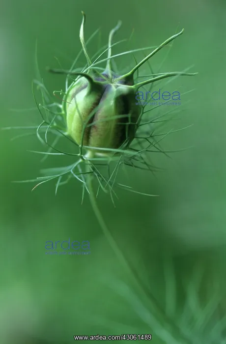: Love-in-a-mist : Love-in-a-mist