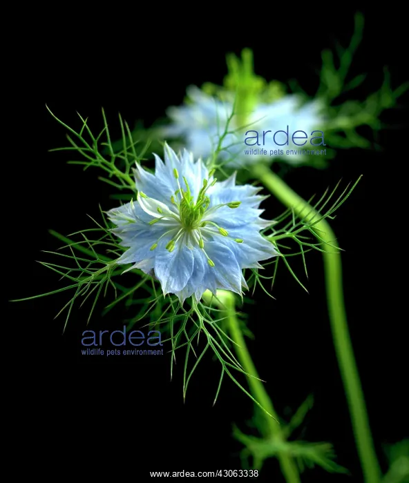 : Love-in-a-mist : Love-in-a-mist