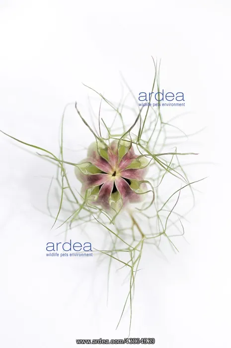 : Love-in-a-mist : Love-in-a-mist