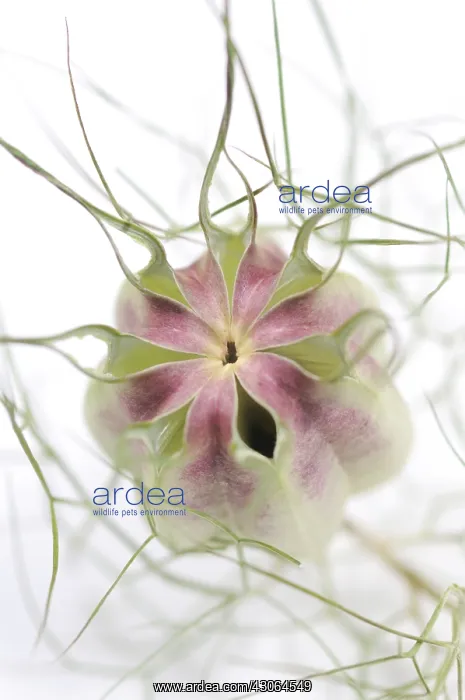 : Love-in-a-mist : Love-in-a-mist