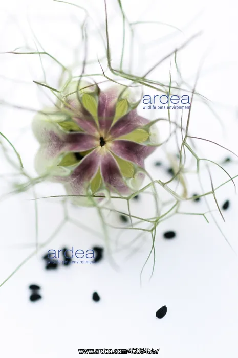 : Love-in-a-mist : Love-in-a-mist