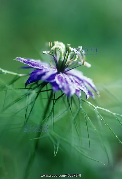 : Love-in-a-mist : Love-in-a-mist