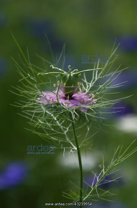 : Love-in-a-mist : Love-in-a-mist