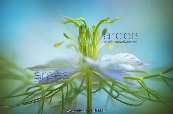 : Love-in-a-mist, Nigella damascena, close up showing stamens : Love-in-a-mist, Nigella damascena, close up showing stamens