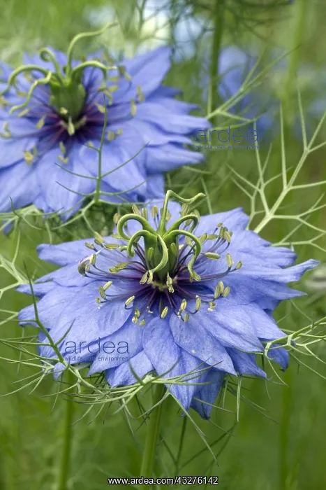 : Love-in-a-mist (Nigella damascena) : Love-in-a-mist (Nigella damascena)