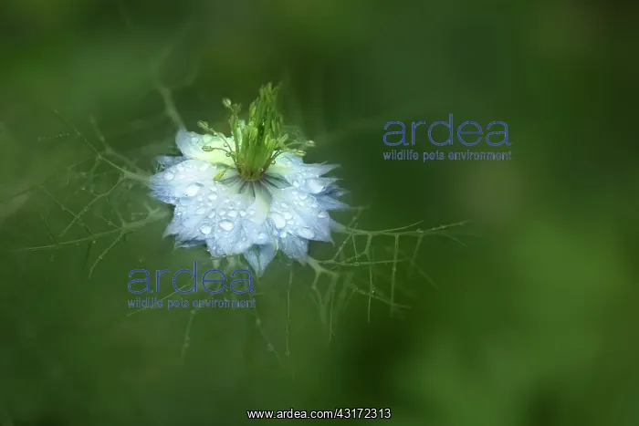 : Love-in-a-mist, Nigella damascena flower, covered with raind : Love-in-a-mist, Nigella damascena flower, covered with raind