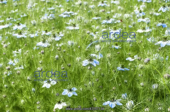 : Love-in-a-mist, Nigella damascena, A mass of plants : Love-in-a-mist, Nigella damascena, A mass of plants