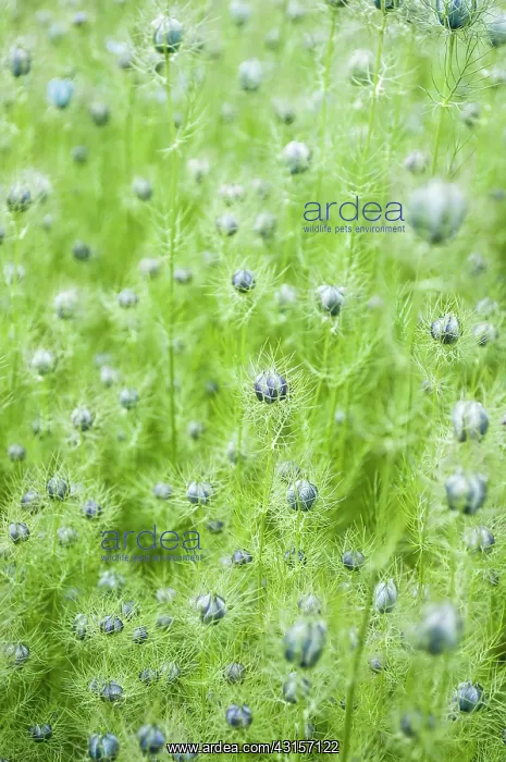 : Love-in-a-mist, Nigella damascena, Side view of : Love-in-a-mist, Nigella damascena, Side view of