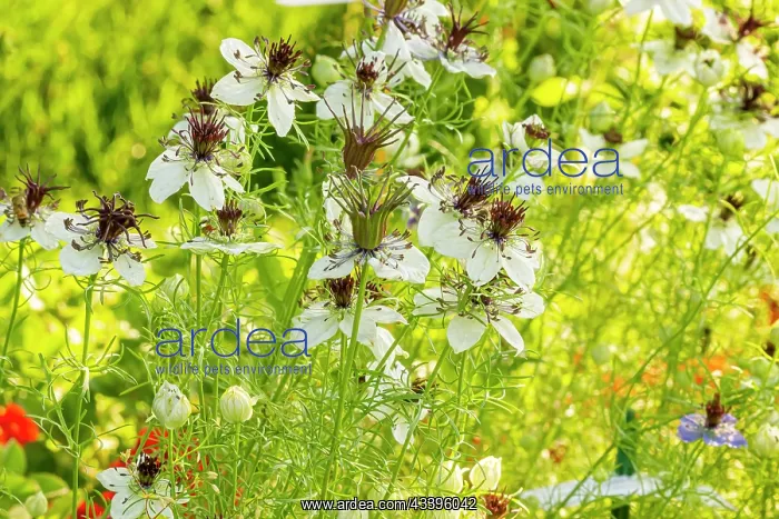 : Love-in-a-Mist (Nigella hispanica)'African Bride : Love-in-a-Mist (Nigella hispanica)'African Bride