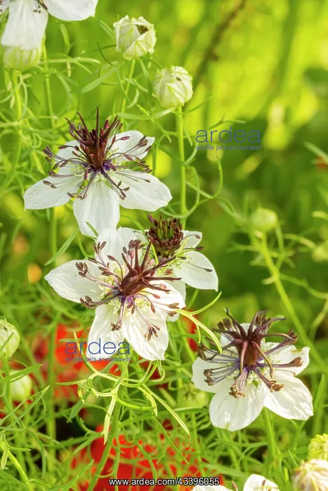 : Love-in-a-Mist (Nigella hispanica)'African Bride : Love-in-a-Mist (Nigella hispanica)'African Bride