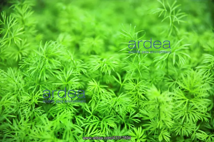 : Love-in-a-mist, Nigella sativa, View of a mass of : Love-in-a-mist, Nigella sativa, View of a mass of