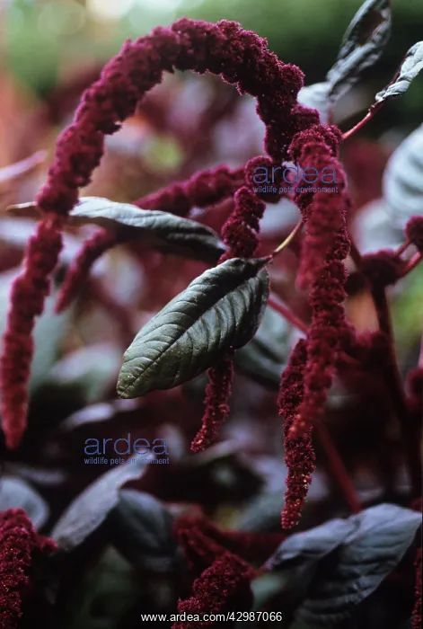 : Love-lies-bleeding : Love-lies-bleeding