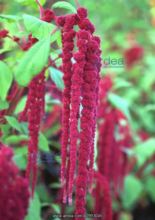 : Love-lies-bleeding : Love-lies-bleeding